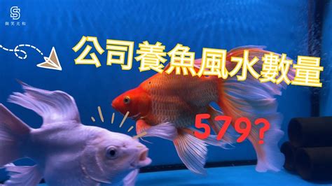 風水養魚|養魚風水指南：位置高度與飼養條數大公開 